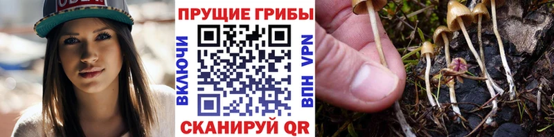 Псилоцибиновые грибы MAGIC MUSHROOMS  kraken вход  Бородино 